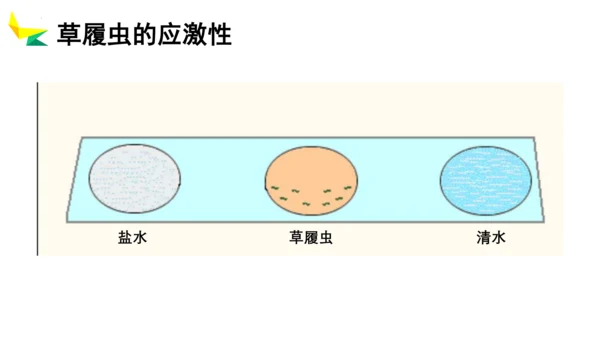 2.2.4 单细胞生物-2023-2024学年七年级生物上册优质教学课件（人教版）(共20张PPT)