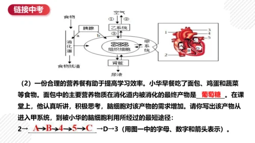 七年级下册4.4人体内物质的运输（复习课件）(共27张PPT)