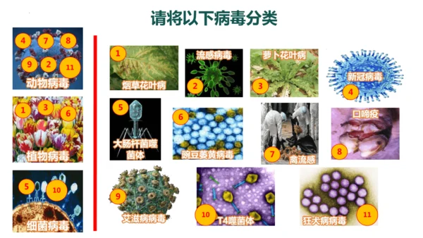人教版生物八年级上册5.5《病毒》（课件）(共30张PPT)+视频素材