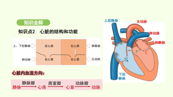 第四单元-第四章-第三节 输送血液的泵——心脏（第1课时）课件-2024-2025学年七年级生物下学