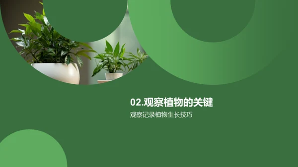 植物成长之路