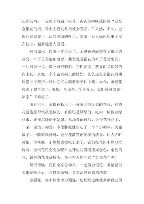 写金银花的作文600字.docx