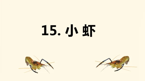 第15课《小虾》（教学课件）