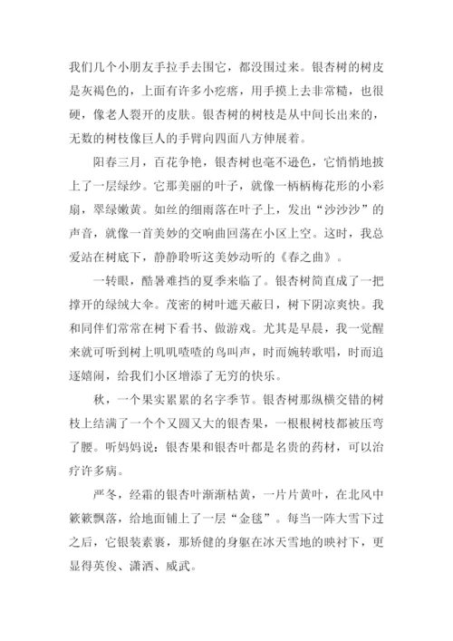有关银杏树的作文.docx