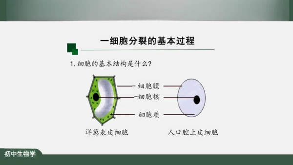 2.2.1 细胞通过分裂产生新细胞 课件（共22张PPT）