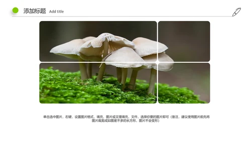 高清野生菌类动态PPT模板