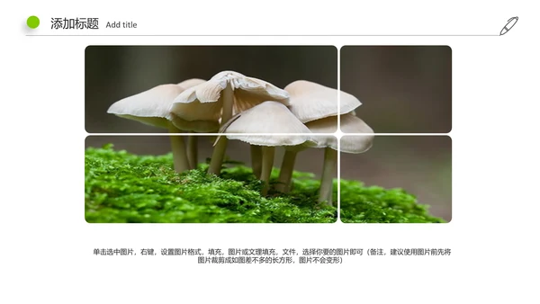高清野生菌类动态PPT模板