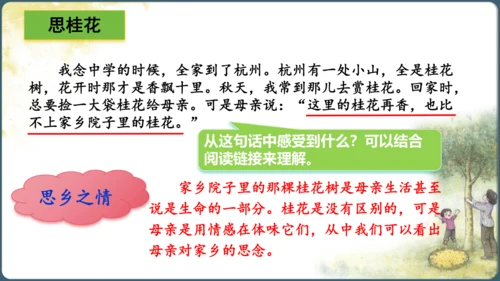 3.桂花雨  课件