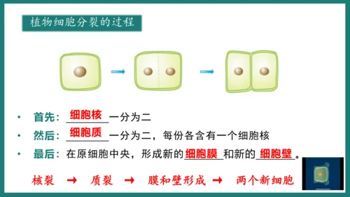 第一单元第三章从细胞到生物体（复习课件）-七年级生物上册同步教学精制课件（人教版2024）(共44张