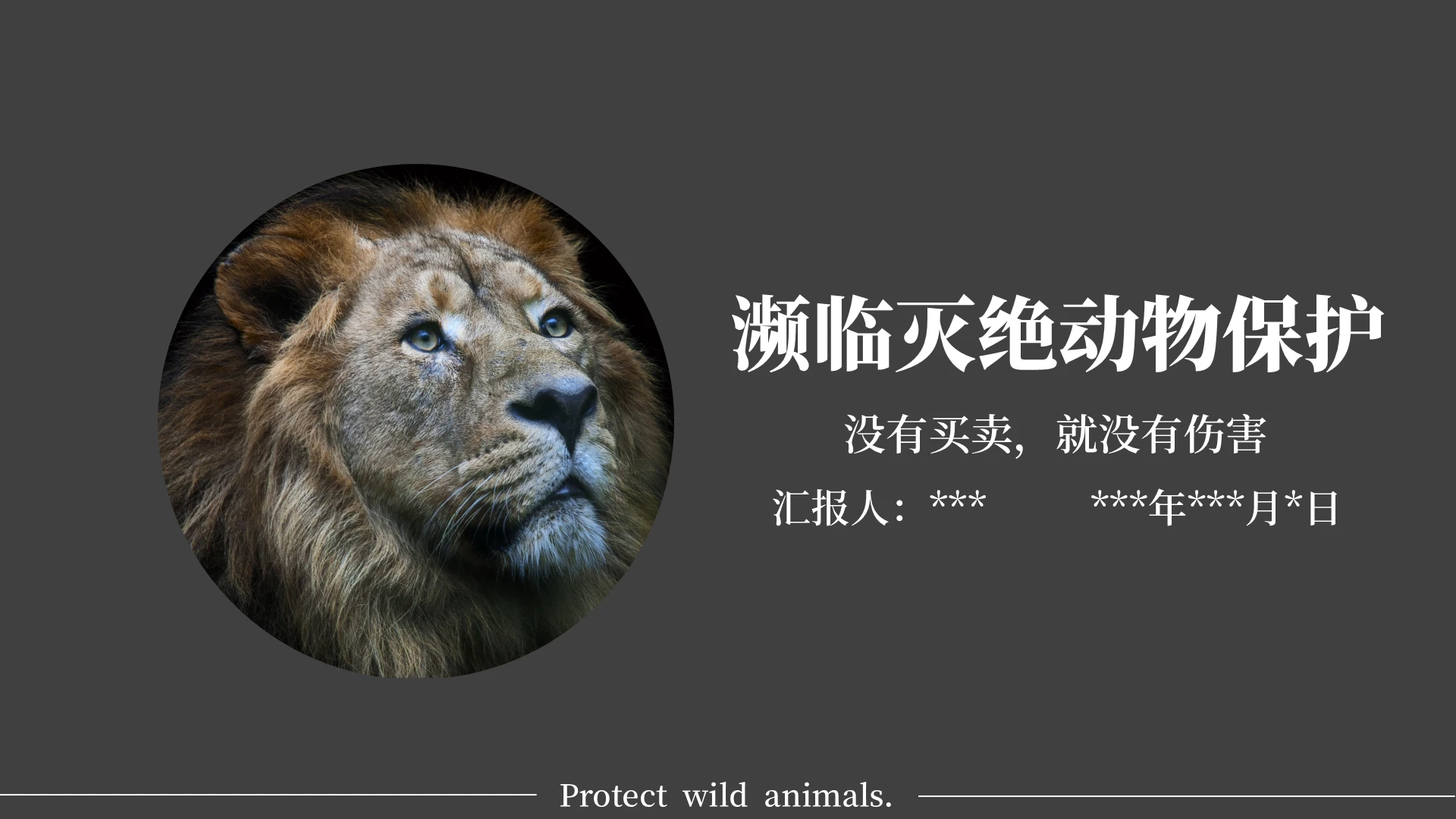灰色保护野生动物濒临灭绝动物的保护保护动物PPT模板动物保护