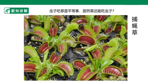 第二课《吃虫草》课件
