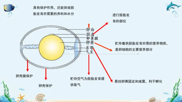 人教版八年级下册生物复习课件