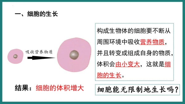 第一单元第三章从细胞到生物体（复习课件）-七年级生物上册同步教学精制课件（人教版2024）(共44张