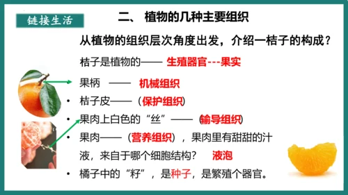第一单元第三章从细胞到生物体（复习课件）-七年级生物上册同步教学精制课件（人教版2024）(共44张