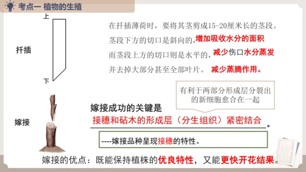 复习专题五生物的生殖和发育（串讲课件）-八年级生物上学期期末考点大串讲（人教版）(共20张PPT)