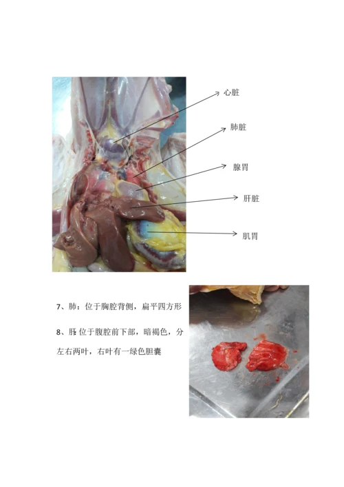 2023年鸡的解剖实验报告.docx