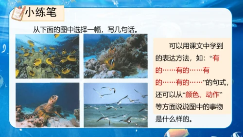第18课《富饶的西沙群岛》课件