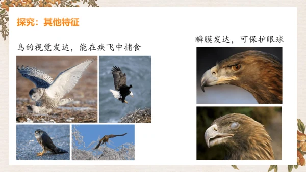 人教版生物八年级上册5.1.6《鸟》课件(共27张PPT)