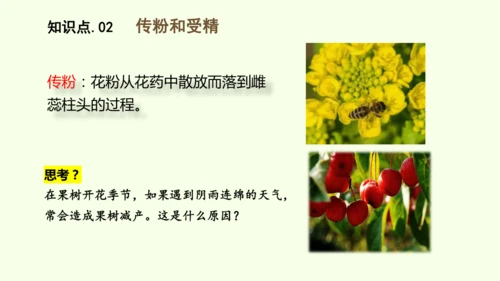 3.1.3开花和结果-七年级生物下学期同步精品课件（2024人教版）(共27张PPT)