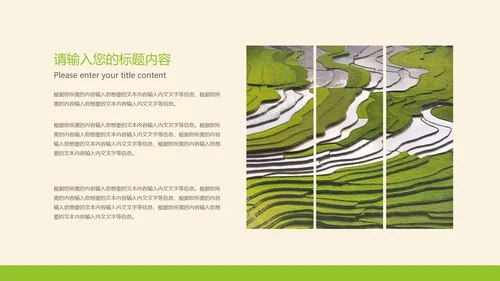 黄色插画风水稻粮食教育PPT模板