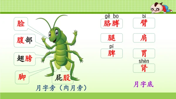 《11.我是一只小虫子》第一课时 课件