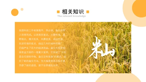 喜看麦浪大丰收农业发展PPT模板