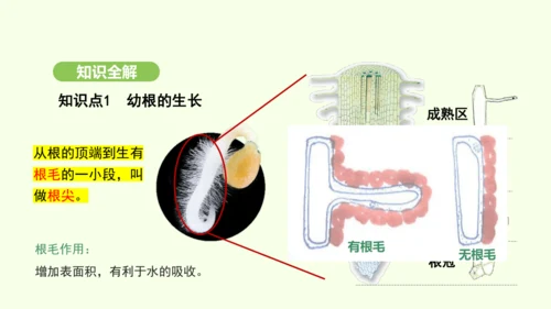 第三单元-第一章-第二节-植株的生长课件-2024-2025学年七年级生物下学期人教版(2024)(
