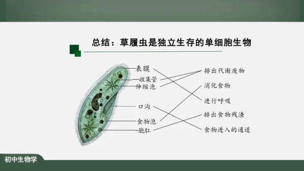 2.2.4 单细胞生物 课件（共24张PPT）