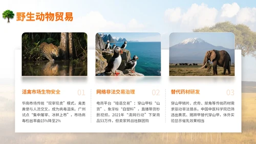 橙色世界动物日志愿者科普PPT模板