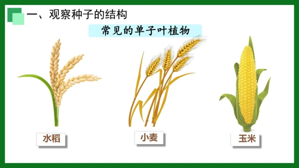 人教版（2024）七年级上册2.1.2 种子植物 课件(共32张PPT)+视频素材