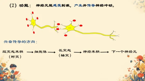 人教版（新课程标准）七年级下册4.6.2  神经系统的组成课件(共20张PPT)