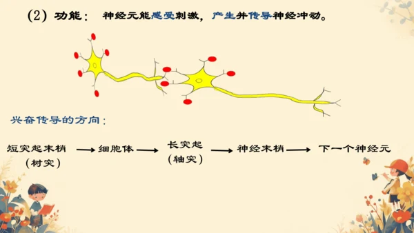 人教版（新课程标准）七年级下册4.6.2  神经系统的组成课件(共20张PPT)