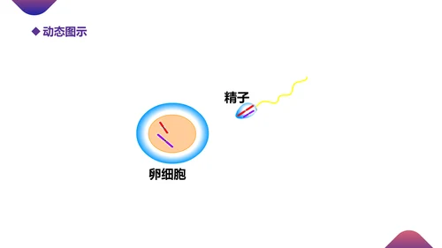 初高中生物课减数分裂作用PPT教学课件