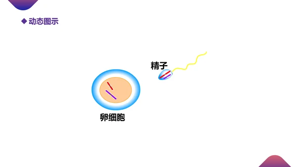初高中生物课减数分裂作用PPT教学课件