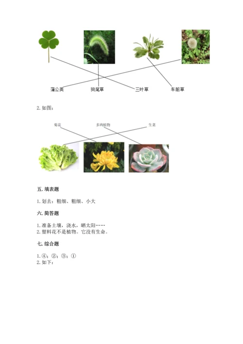 教科版科学一年级上册第一单元《植物》测试卷1套.docx