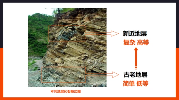 生命起源和生物进化企鹅通用PPT模板