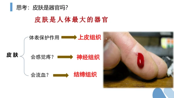 2.2.2 动物体的结构层次-2023-2024学年七年级生物上学期备课课件（人教版）(共26张PP