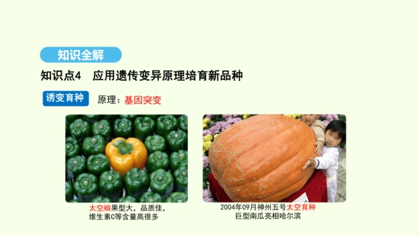 7.2.5生物的变异课件-人教版生物八年级下册(共28张PPT)