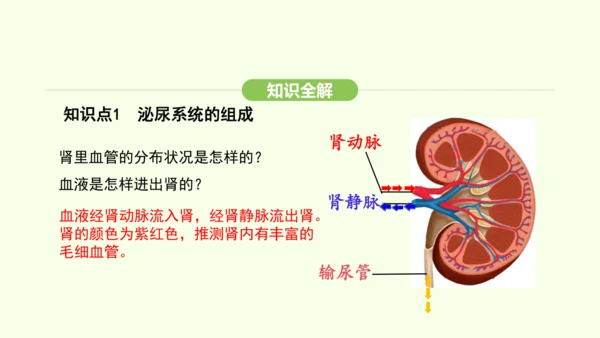 第四单元-第五章-人体内废物的排出课件-2024-2025学年七年级生物下学期人教版(2024)(共