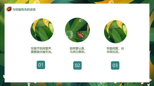 七星瓢虫惊蛰PPT模板