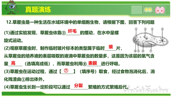 第三章从细胞到生物体（串讲课件）-七年级生物上学期期中考点大串讲（人教版2024）(共40张PPT)