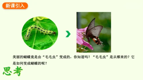 7.1.2昆虫的生殖和发育-八年级生物人教版下学期同步精品课件(共29张PPT)