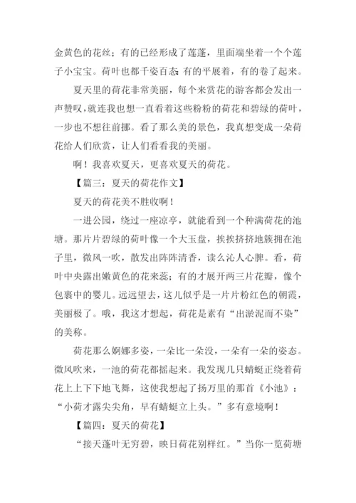 夏天的荷花作文200字.docx
