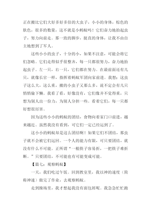 观察蚂蚁的日记.docx