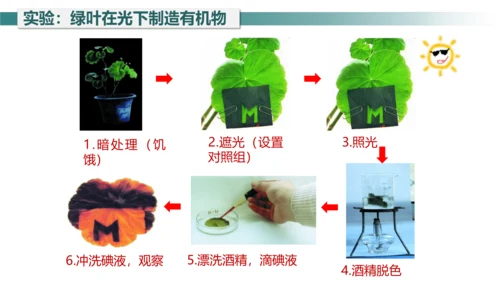 3.4 绿色植物是生物圈中有机物的制造者 课件 七年级生物上学期（人教版）(共27张PPT)