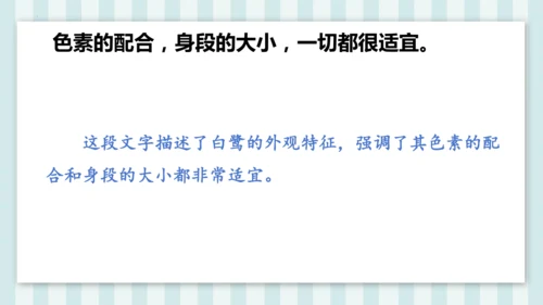 1《白鹭》课件