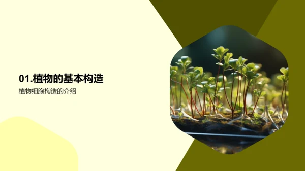 植物科学揭秘