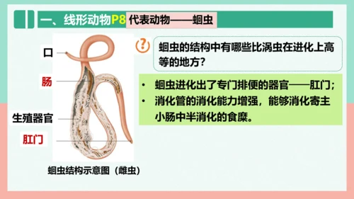 5.1.2线形动物和环节动物课件-人教版生物八年级上册(共47张PPT)