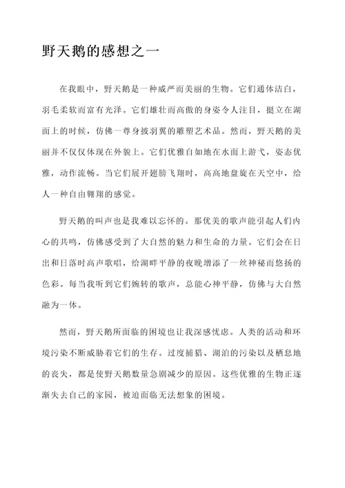 野天鹅的感想