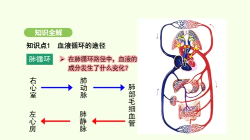 第四单元-第四章-第三节 输送血液的泵——心脏（第2课时）课件-2024-2025学年七年级生物下学